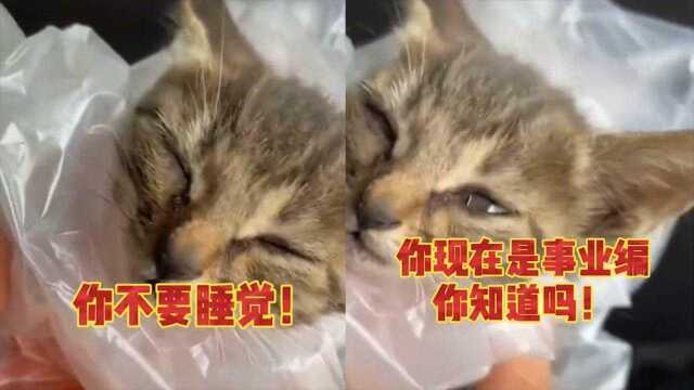 工资方面一句不提!消防员救下“事业编”小猫,说教到小猫睡着