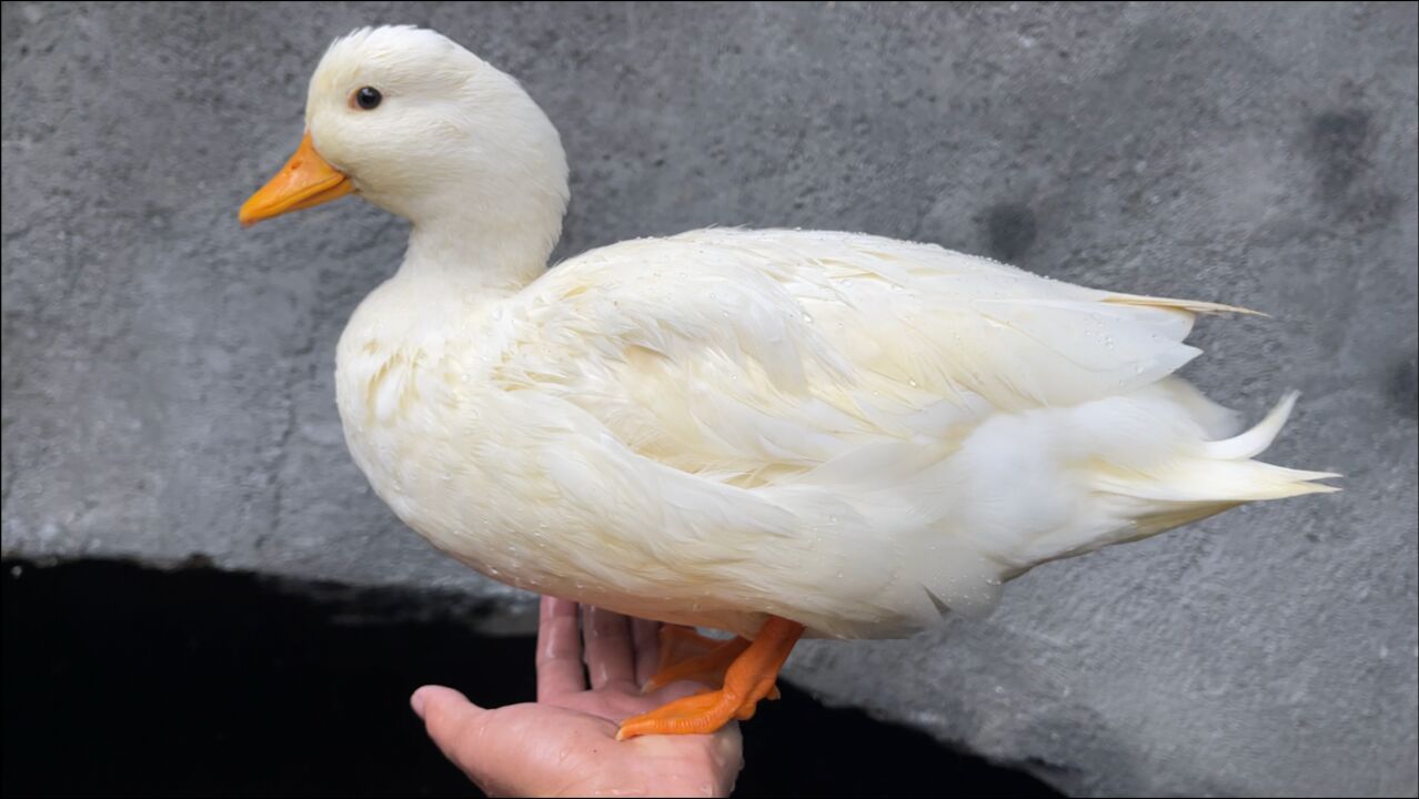 柯尔鸭咬住小鸟翅膀把它拉进水中