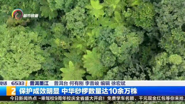 保护成效明显,中华桫椤数量达10余万株