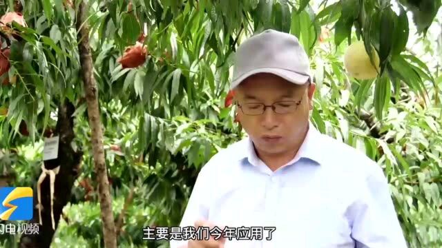 泰安肥城:智慧农业让肥桃“甜蜜倍增”