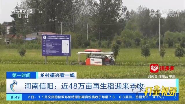 绿色高效种植!河南信阳:近48万亩再生稻迎来丰收