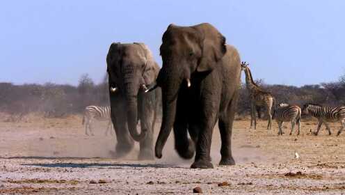 大象用次声波隔着几公里相互交流？人耳完全听不见