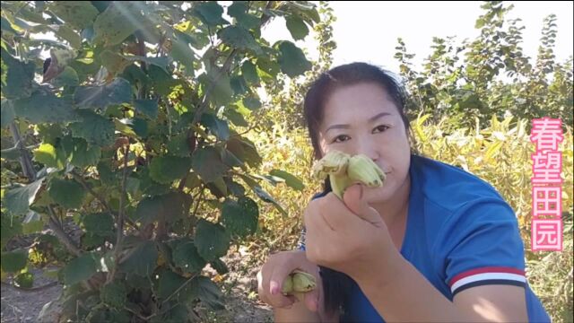 临俄罗斯边境,有100多亩榛子树,这些榛子树是一次投资两代收益