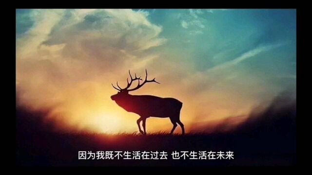 牧羊少年奇幻之旅