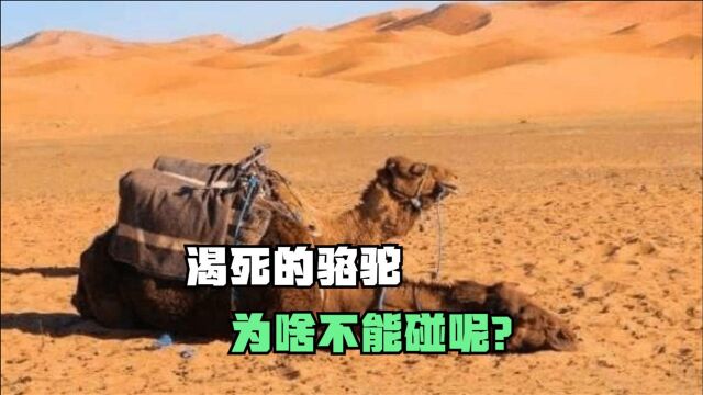 遇到沙漠中渴死的骆驼为何不能碰?如果碰了会带来什么后果?