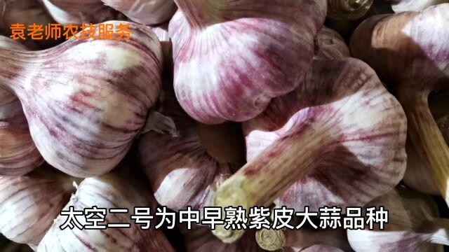 平均亩产蒜头3500斤,这个大蒜品种,黄淮地区最受欢迎