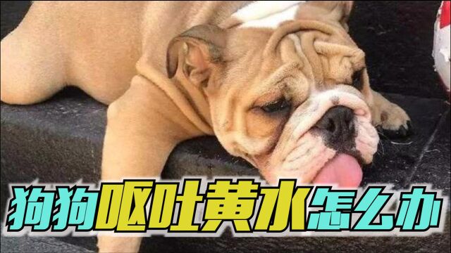 狗狗呕吐黄水怎么办