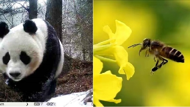 tedx演讲:小蜜蜂与大熊猫的故事_腾讯视频