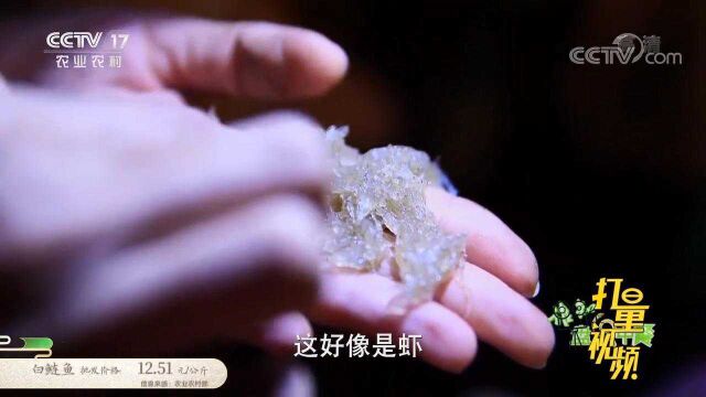 终于见到麻虾的真面目了,没想到小到能穿过针孔