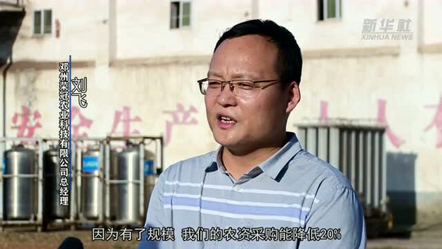 河南邓州:农业现代化让农民丰收更有底气