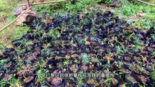 【聚焦COP15】“活化石”的“护花使者”:攀枝花苏铁守林人