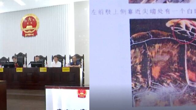 海洋馆非法购买海龟对外展览,被告公开道歉并义务参与野保宣传