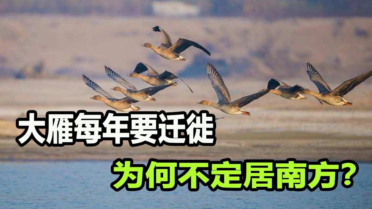 大雁每年南北迁徙，为何不直接在南方定居？非要来回折腾？_高清