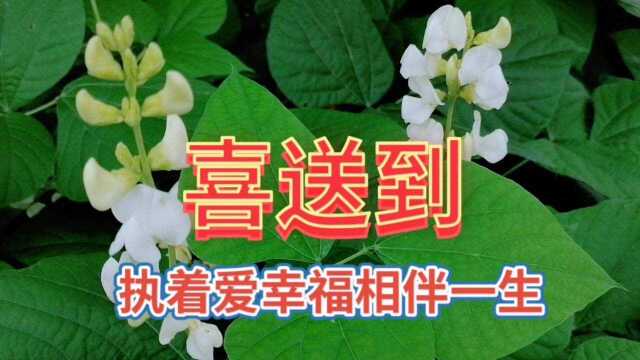 美丽的野花自然景观,想不到小小的野花风景还蛮漂亮,喜出望外了