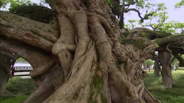 (电视通稿ⷥ›𝥆…ⷧ侤𜚩榕城护“榕颜”