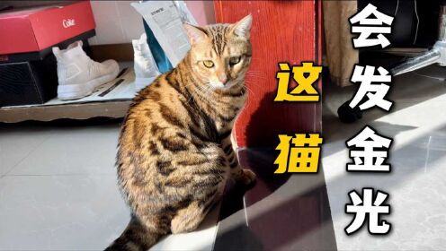 [图]你见过会发金光的猫吗？孟加拉豹猫了解一下