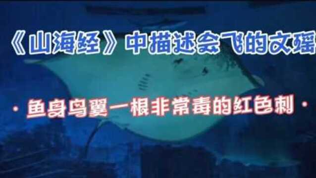 1亿年前,鳐鱼是鲨鱼的表兄弟,也就是《山海经》中描述的会飞的文瑶