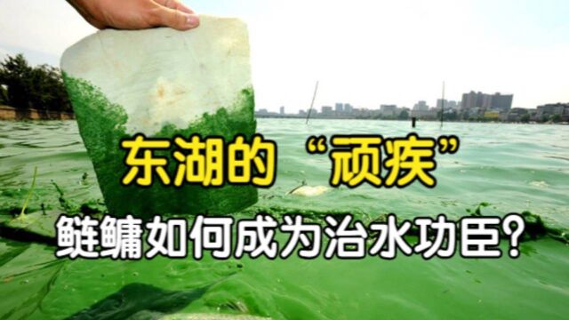 东湖的“顽疾”,水华肆虐30年,鲢鳙为何成为治水功臣?