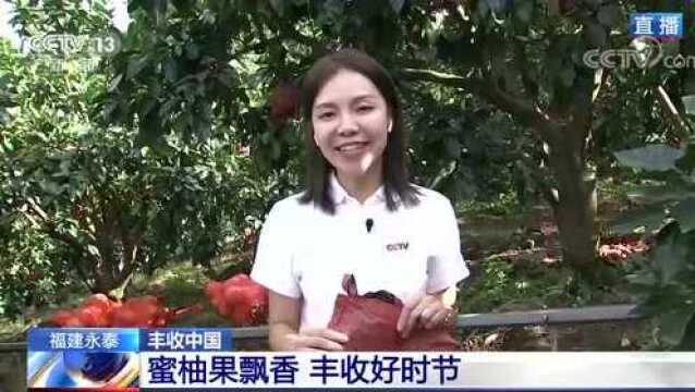 福建永泰:蜜柚果飘香 丰收好时节