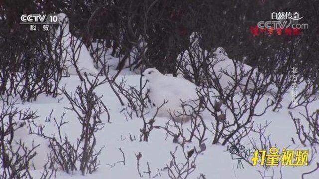 岩雷鸟的羽毛洁白如雪,在雪地里,它们与环境融为一体自然传奇