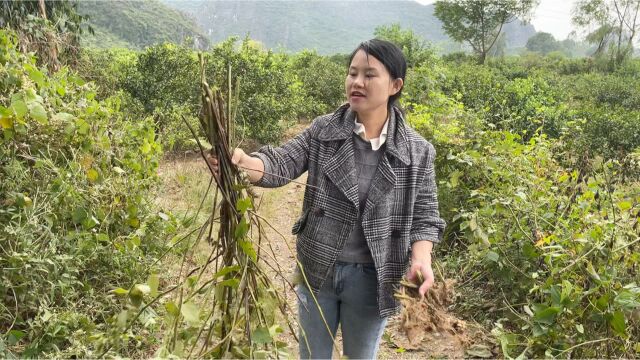 九妹挖了一株植物,很多人知道这种植物见过的很少,是啥植物