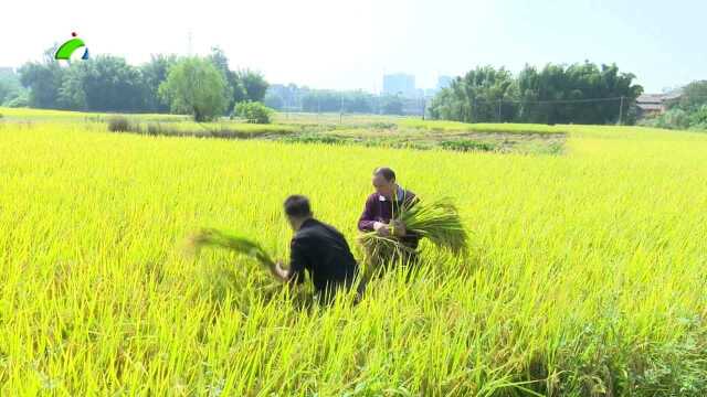 5、实施水稻化肥减量增效项目见成效 平均亩产增产10%