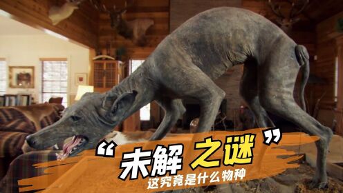 村民发现新物种，长相似狗非狗，只吸血不吃肉，纪录片《蓝狗之谜》