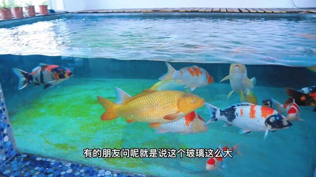 15吨水大鱼池用多厚玻璃才能安全又美观,该不该用钢化玻璃呢?