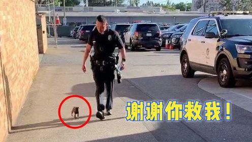 一些人类与动物的互助故事，被警察救助的小狗成为警犬，有专座？