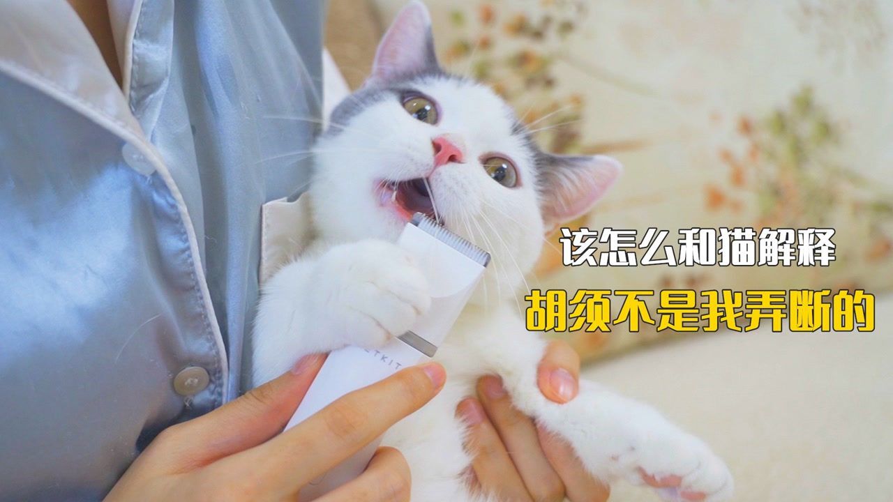 给猫剃脚毛，不小心把猫胡须全剃完了_高清