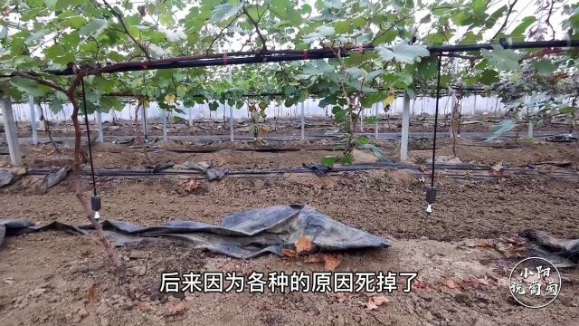 葡萄种植当中,中间有死树弱树产生的空隙,该怎么弥补架型架势?