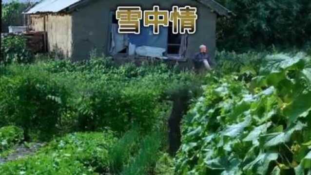 农村风景加经典音乐