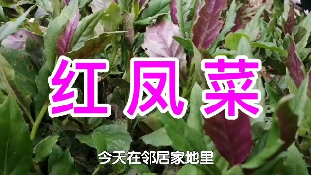 農村裡常見的紅鳳菜又名血皮菜竟有天然補血菜的美稱吃過嗎