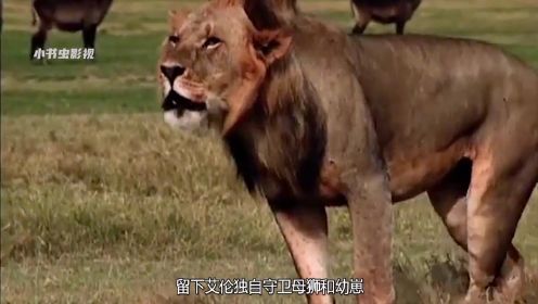 纪录片：狮王长相丑陋却战斗力超强，以一敌三击败入侵雄狮