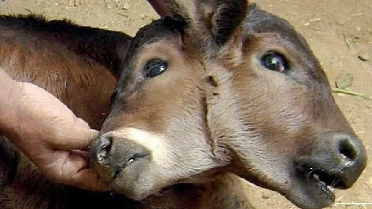 6个被核辐射污染的变异动物章鱼长出32条腿牛有两个脑袋