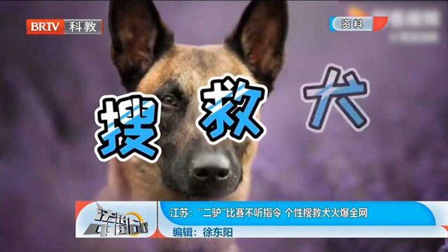 “二驴”比赛不停指令,个性搜救犬火爆全网,引网友热议