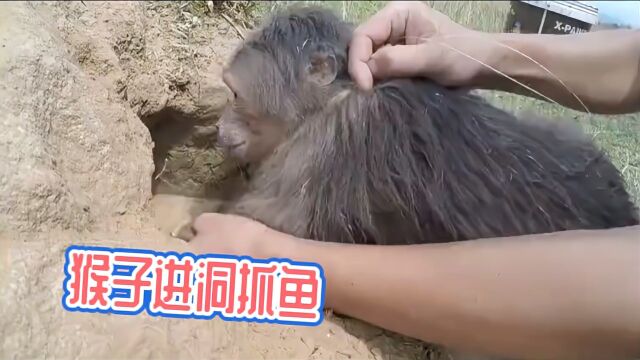 猴子钻洞捕鱼你见过吗?一次抓了10几条,太搞笑了!