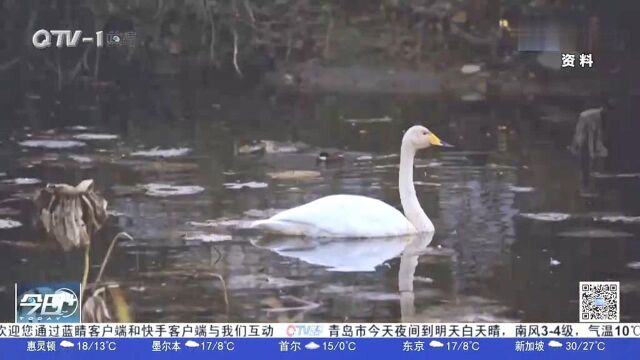 稀客!青岛中山公园飞来白天鹅,完全不认生吸引市民打卡