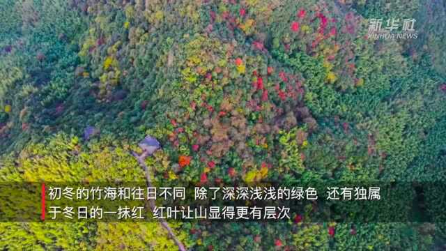 江苏溧阳:万亩竹海已入画 初冬斑斓正当时