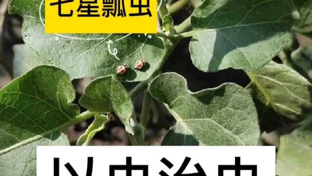 蚜虫交给七星瓢虫处理,相信瓢虫;茄子日常管理