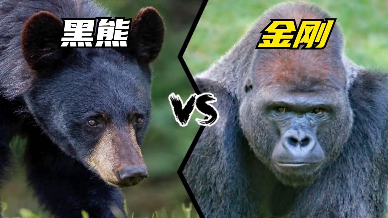黑熊VS金刚，同样都能站立，谁能更胜一筹?_高清1080P在线观看平台_腾讯视频