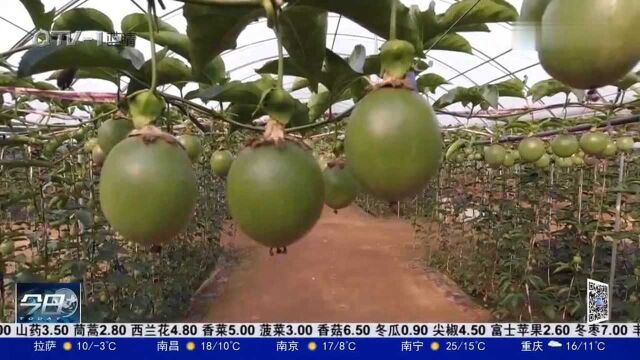 青岛西海岸新区海青镇南果北种铺就致富路