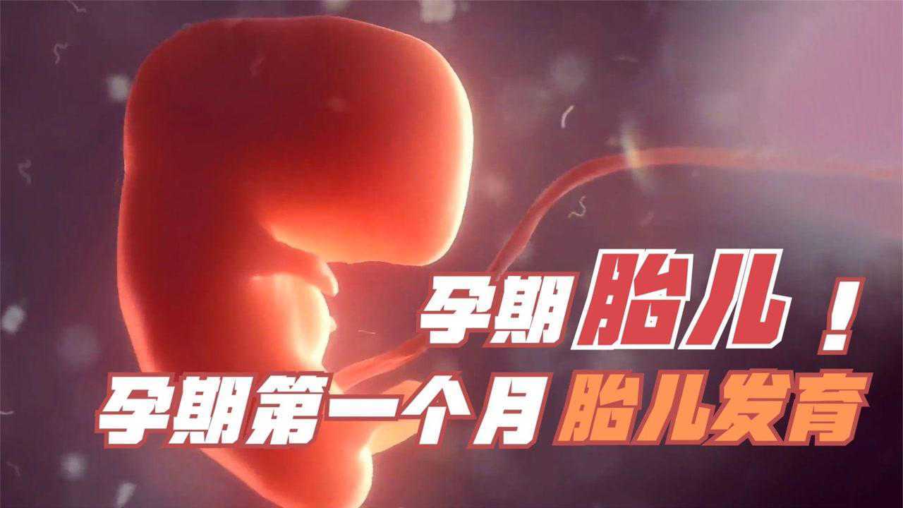 2分钟了解孕期第一个月胎儿发育全过程,孕妈妈体内发生了哪些变化,太神奇了!_高清1080P在线观看平台_腾讯视频