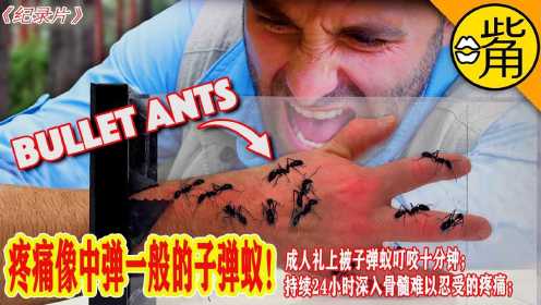 纪录片：子弹蚁叮咬，持续24小时深入骨髓难以忍受的疼痛！