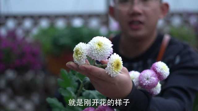 菊花颜色多变,不同阶段不同色,您知道了吗?