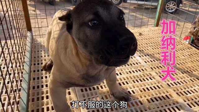 打不服的冷门加纳利犬!能做护卫犬又能当宠物犬!天生喜欢干仗!