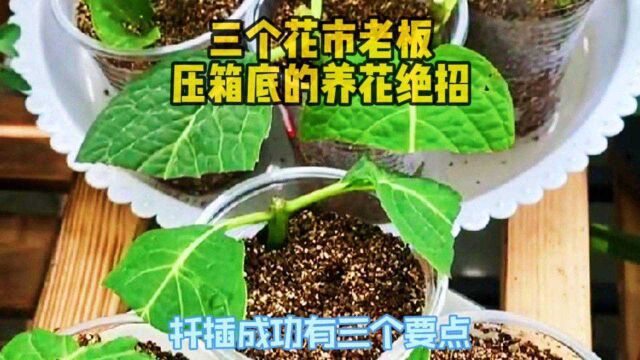 给花卉扦插其实没有那么难,学会这几个技巧非常简单