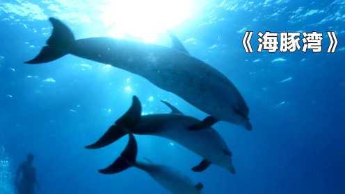 一部用生命换来的纪录片，揭露海豚被屠杀的真相，震惊全人类