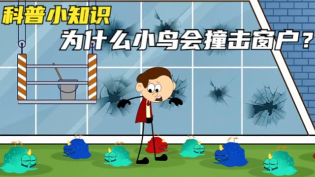 科普小知识:为什么小鸟总是撞窗户?