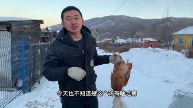 黑龙江零下几十度有多冷?鸡鸭鹅接二连三被冻死,一年辛苦白费了